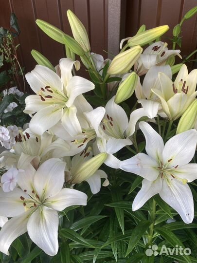 Лилии