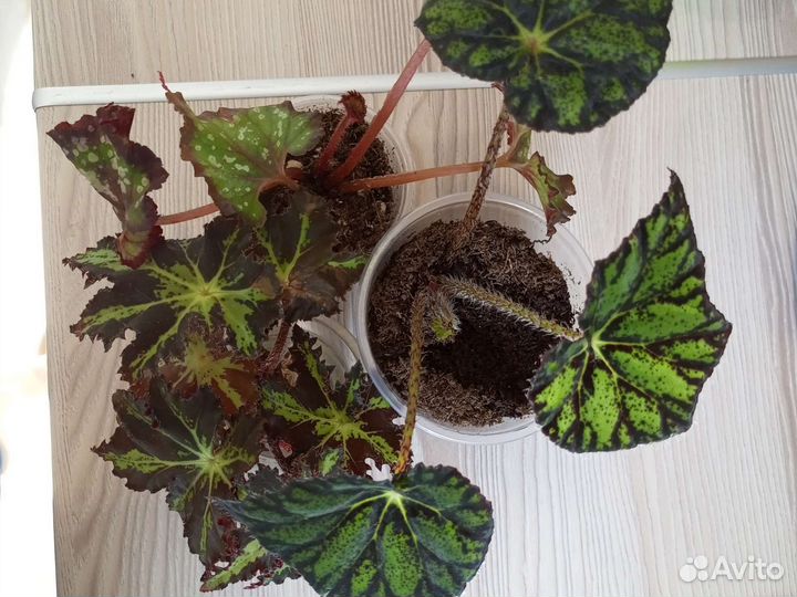 Цветы комнатные