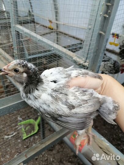 Цыплята Сибрайт, Амераукана