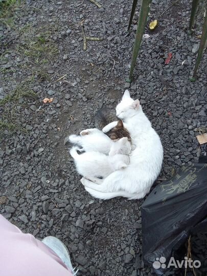 Отдам бесплатно