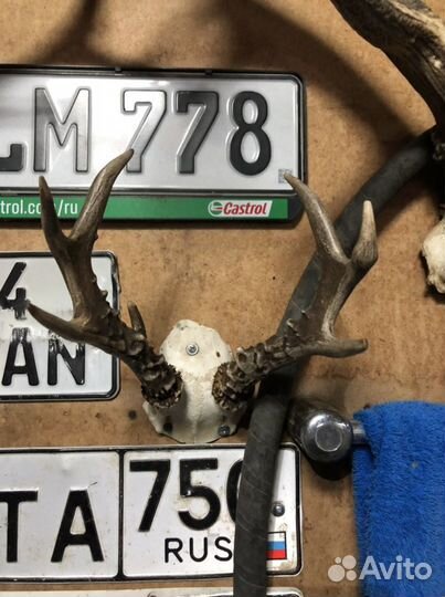 Рога оленя, лось, косуля