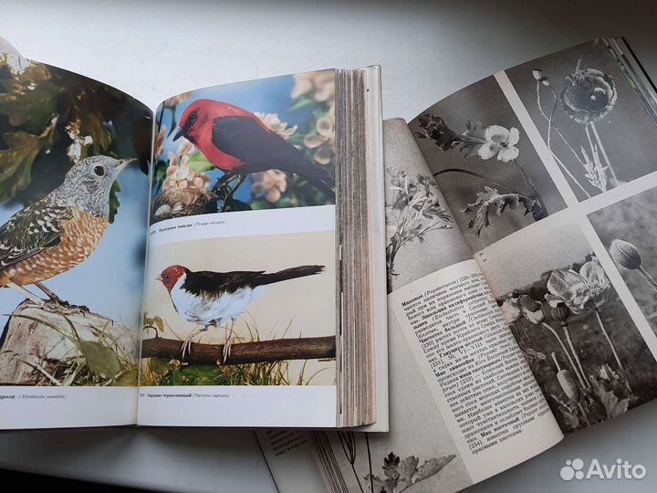 Иллюстрированная энциклопедия растений и птиц