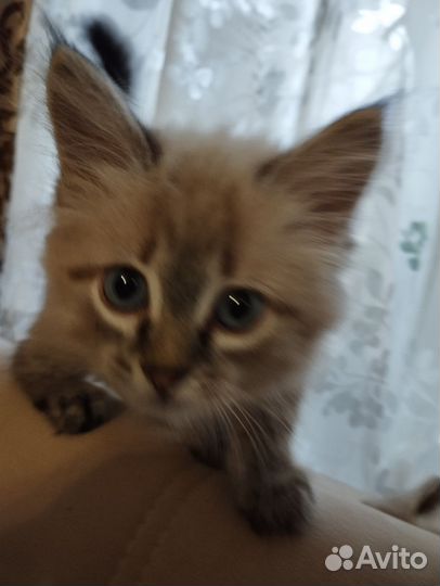 Котенок