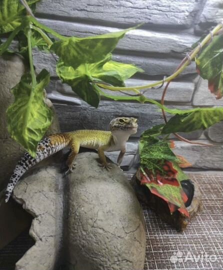 Эублефары с террариумами, кормом и тд