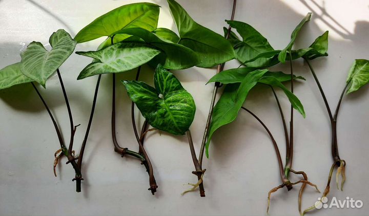 Сингониум, сансевьерия, спатифиллум хлорофитум