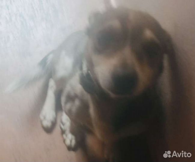 Собака мальчик важно