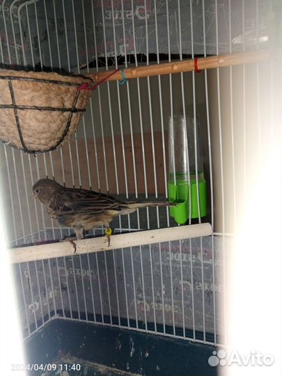 Кенара и канарейки