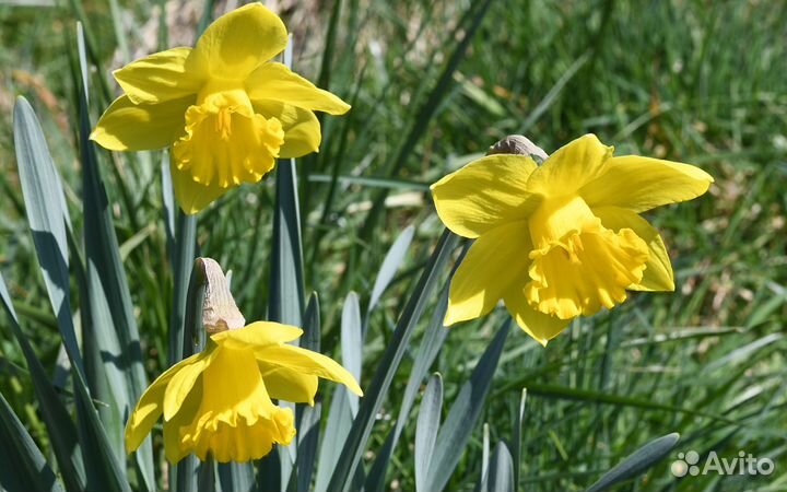 Луковицы нарциссов