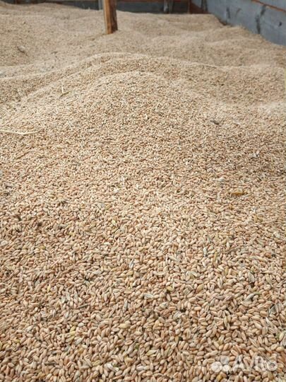 Пшеница яровая