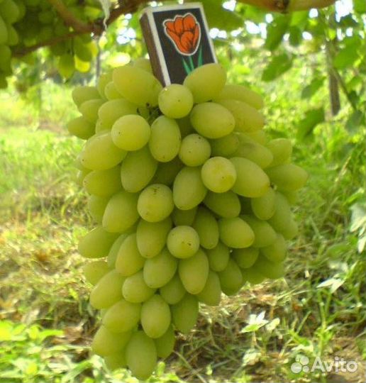 Доставка саженцев плодовых деревьев и др