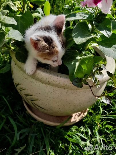 Котенок (кошка) в добрые руки