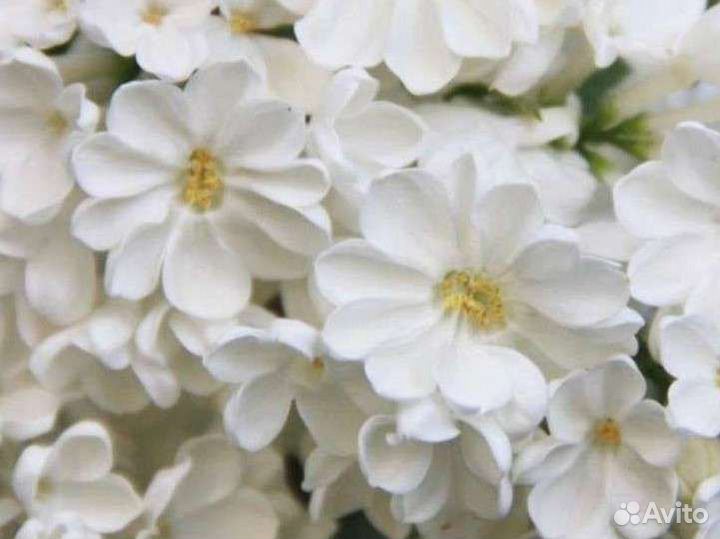 Сирень белая Рочестер