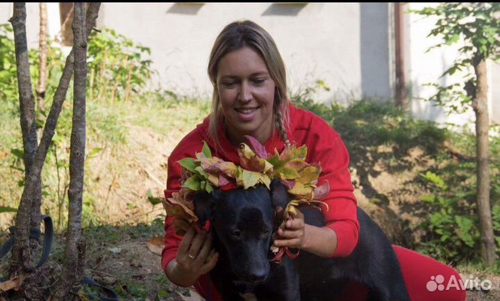 Собака в добрые руки