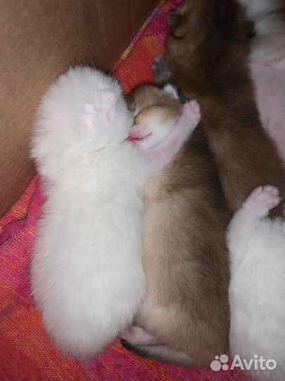 Кошка