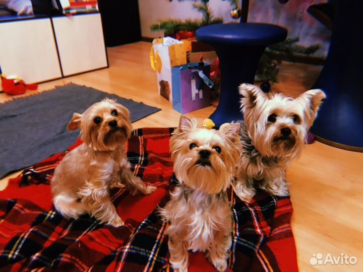 Догситтер / собака на передержку