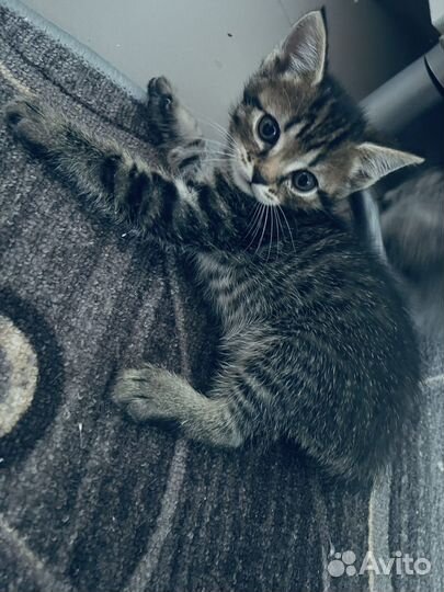 Британские котята