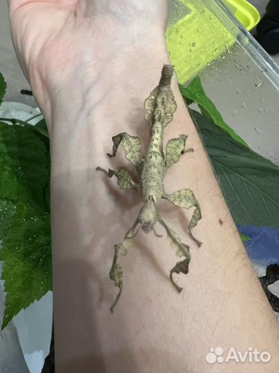 Австралийский палочник