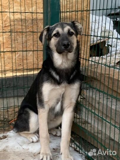 Щенок Симба мальчишка