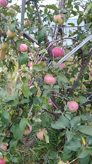 Дом 70 м² на участке 12 сот.