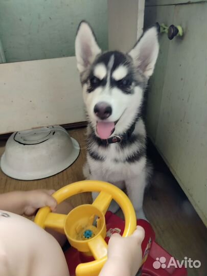 Щенки сибирской хаски