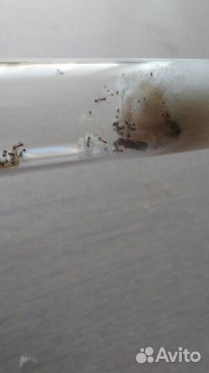 Муравьи pheidole pallidula