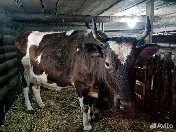 Продаётся корова вместе с телёнком