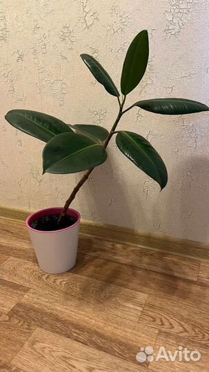 Фикус каучуконосный