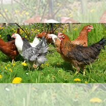 К У Р Ы, Орёл