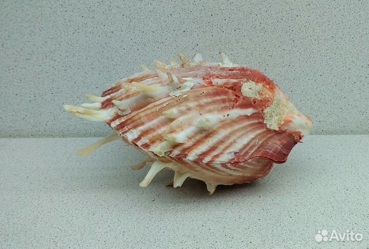 Спондилус 10*9 морская ракушка раковина