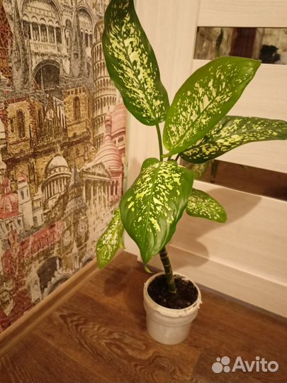 Диффенбахия