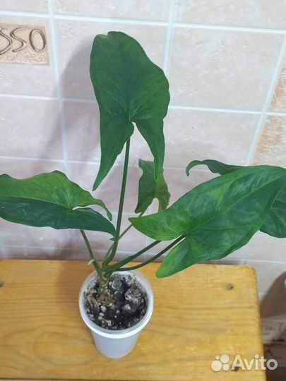 Сингониумы 4 сорта, сциндапсус