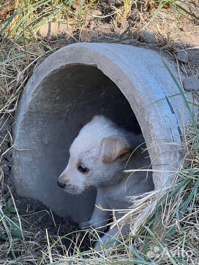 Собака в добрые руки