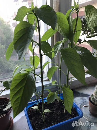 Рассада сладкого перца