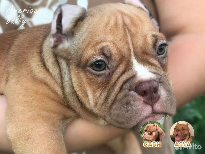 Щенки американского булли