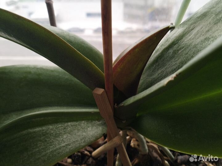 4 орхидеи,взрослые