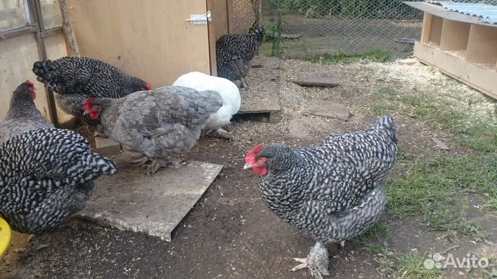 Мехеленская кукушка редкие окрасы