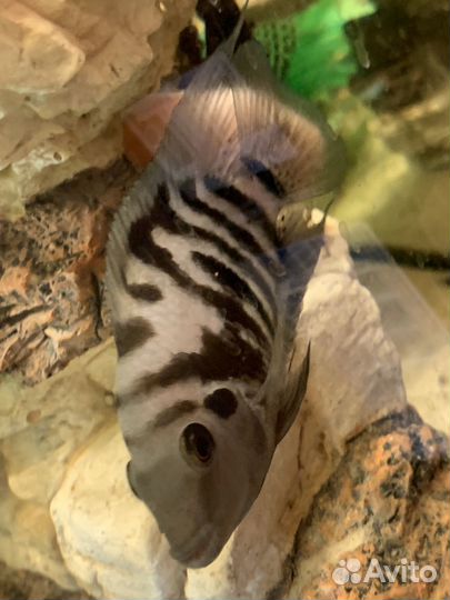 Рыбки аквариумные цихлиды