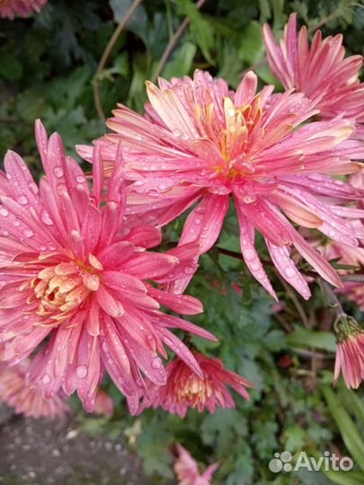 Дубки (хризантемы)