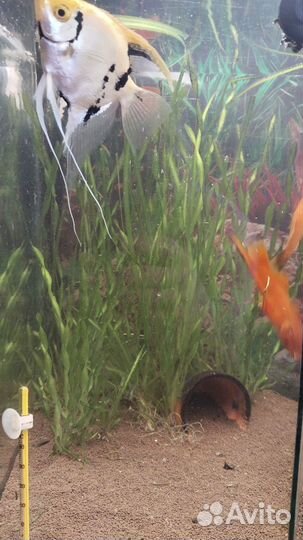 Аквариумные рыбки