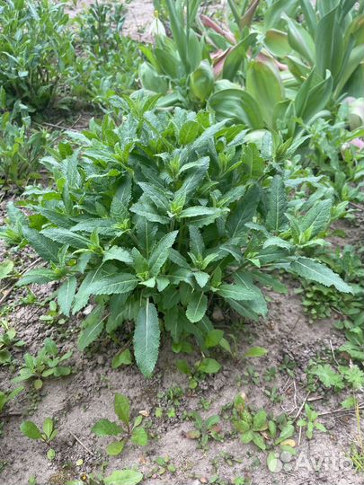 Шалфей дубравный Карадонна