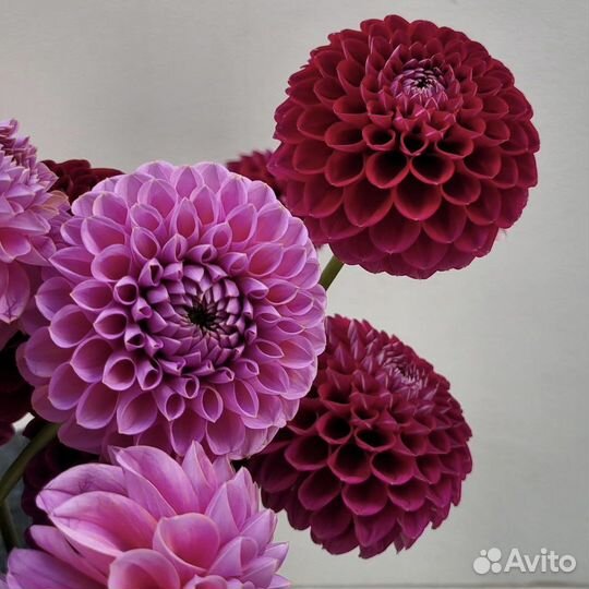 Букет 1 сентября с бесплатной доставкой георгины