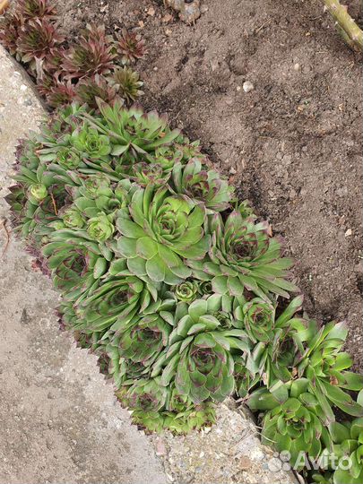 Бересклет форчуна