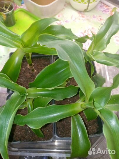 Золотой ус (Каллизия душистая)