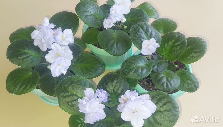 Фиалка в горшках