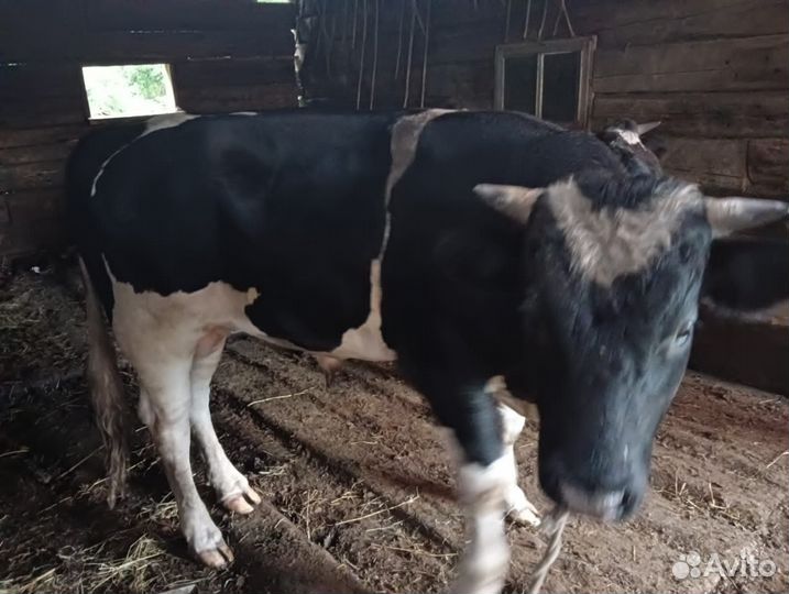 Продам бычка