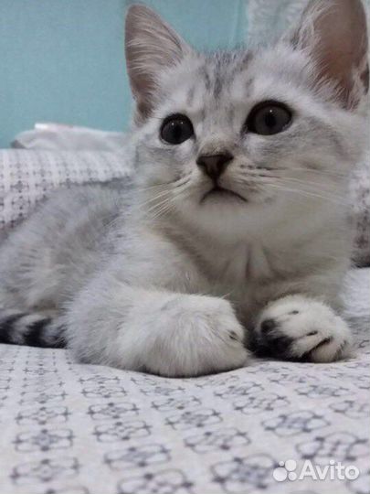 Шотландский кот вязка