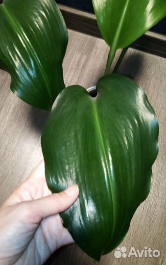 Комнатные цветы: Эухарис амазонская лилия