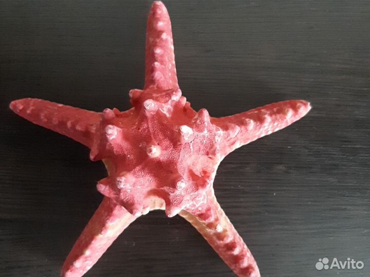 Морская звезда