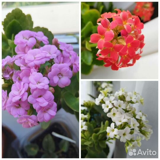 Пеларгония герань