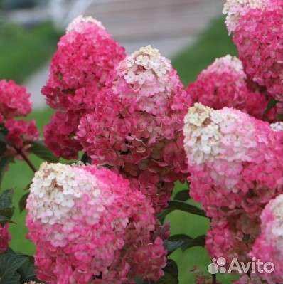 Гортензия метельчатая Стровбери Блоссом